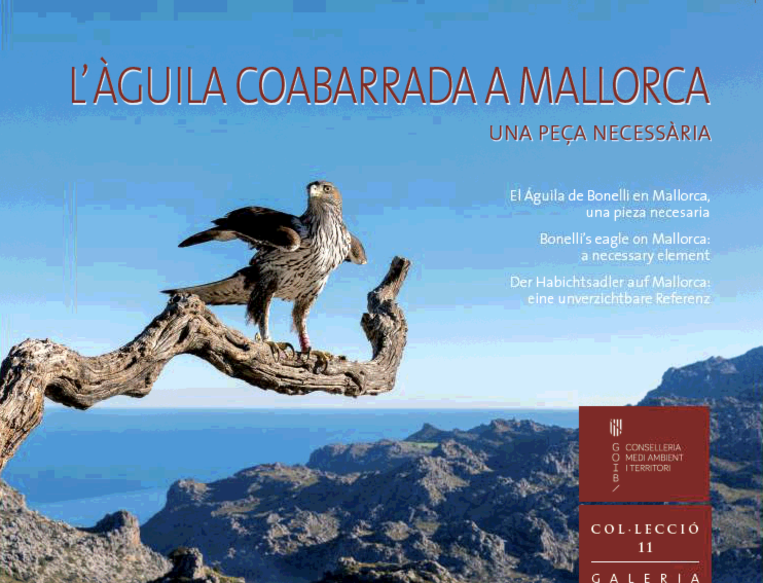 El Águila de Bonelli en Mallorca, una pieza necesaria (sobre el proyecto de reintroducción)
