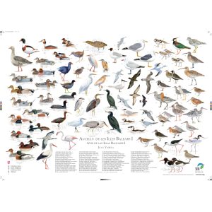 Póster Aves de las Islas Baleares I